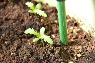 プランター栽培の 春菊 の収穫方法 北海道のベランダ菜園 ままちむの畑