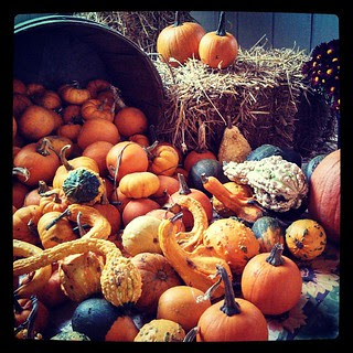Happy Great Pumpkin Day! #halloween #pumpkin #yarnpadc
