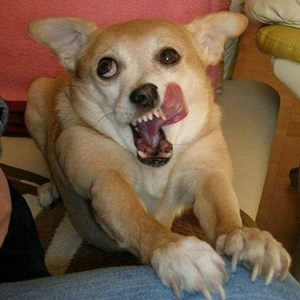 奥歯についた海苔がとれない 犬へのボケ 5579 ボケて Bokete