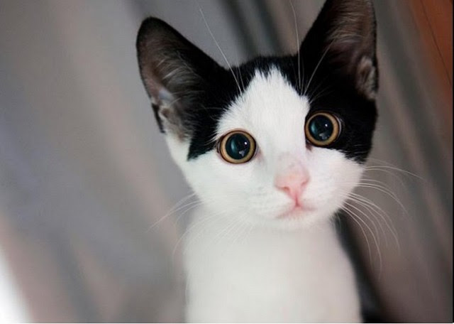 black and white beauty 20 kittens so cute it hurts to look at them 20 Kittens So Cute it Hurts to Look at Them black and white beauty 640x456