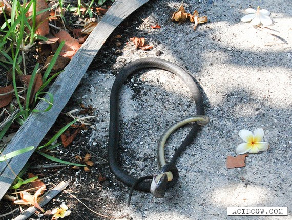 Snake Eating Snake (11 pics)