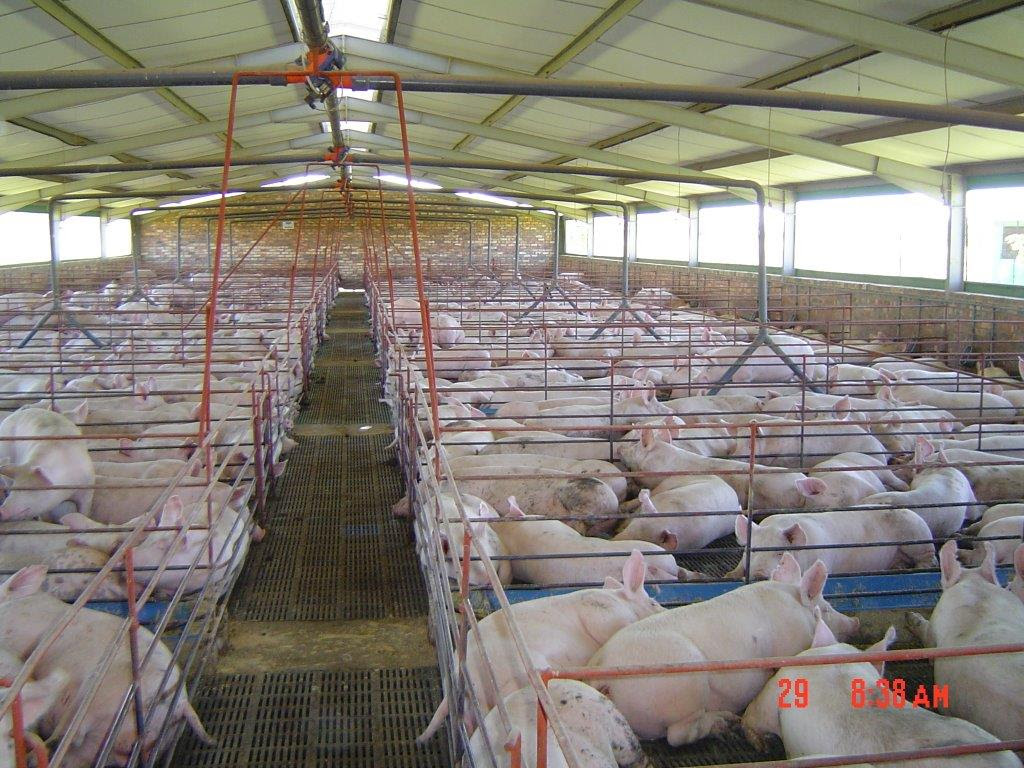 Chicken And Pig Housing Jokama Steel And Fencing