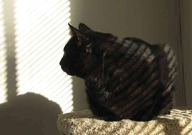 Black cat, sitting in the sun, looking to the left