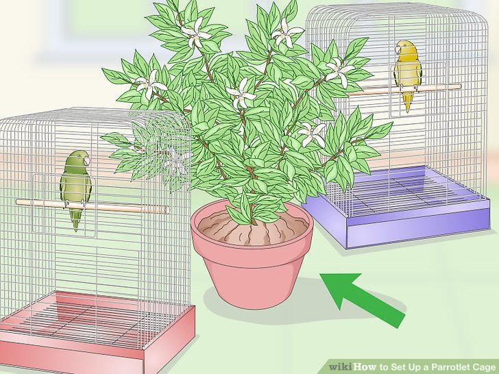 Set Up a Parrotlet Cage Step 11.jpg