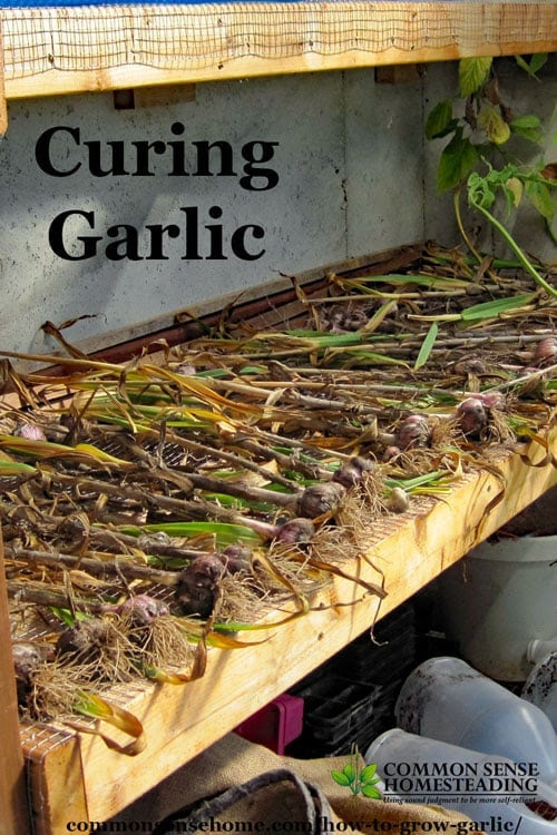 Learn how to grow garlic and get two harvests from one plant with yummy garlic scapes. Includes storage tips and explanation of garlic types.
