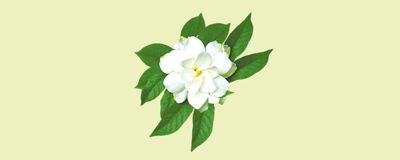 枝枝花可以放睡房吗 说植物