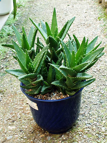 アロエ不夜城 Aloe Nobilis の特徴 植え替え 育て方