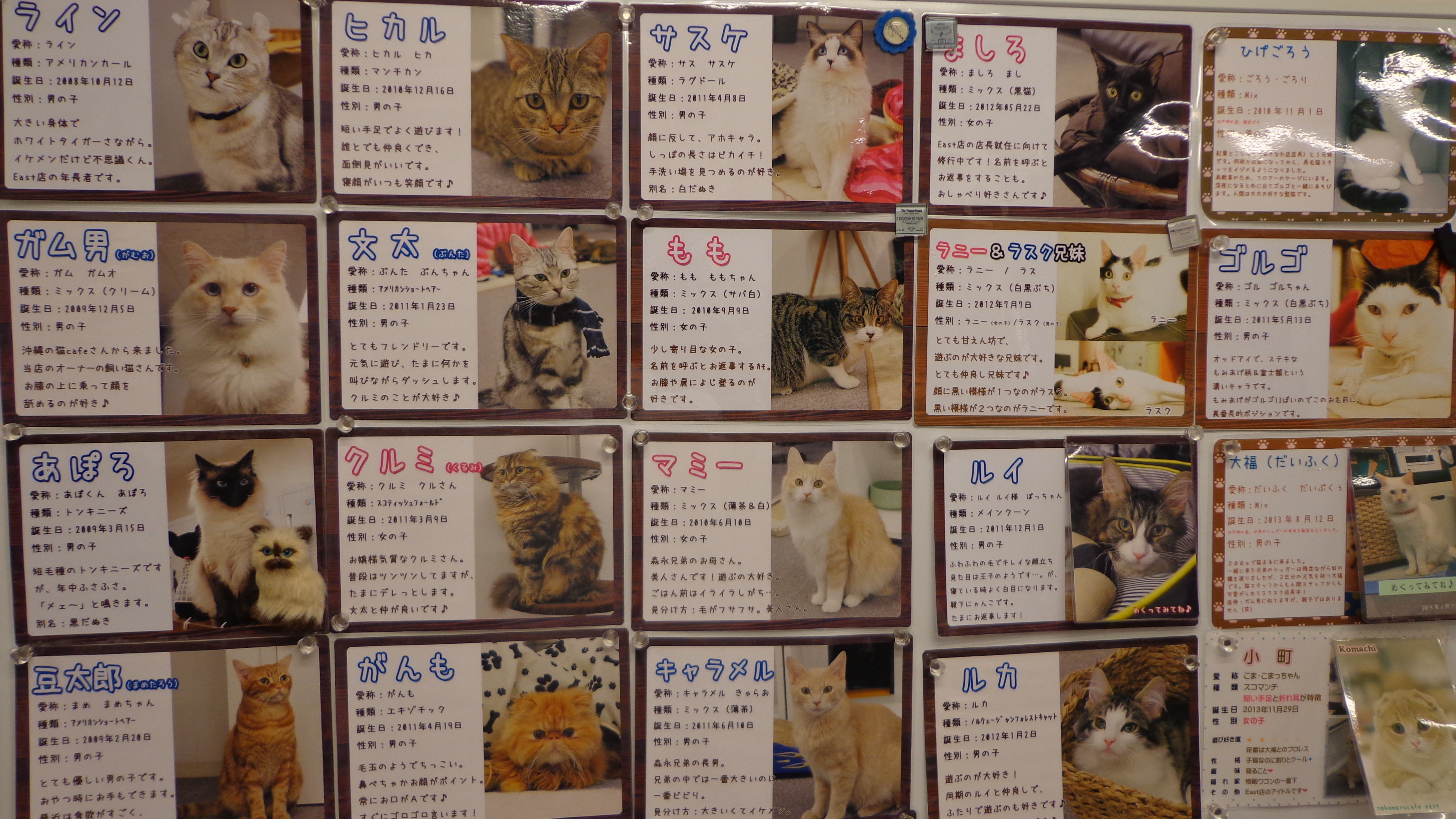 猫ちゃんに囲まれて幸せ 錦糸町の猫カフェ The Tokyo Skytree Explorer