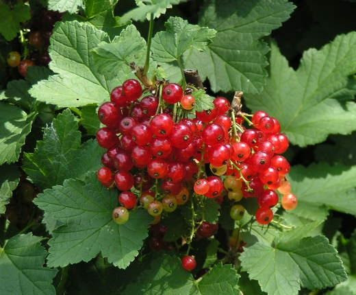 赤い実をつける木