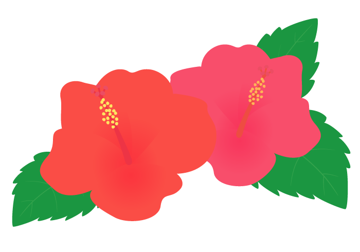 ハイビスカス Hibiscus の花 無料のフリーイラスト素材集
