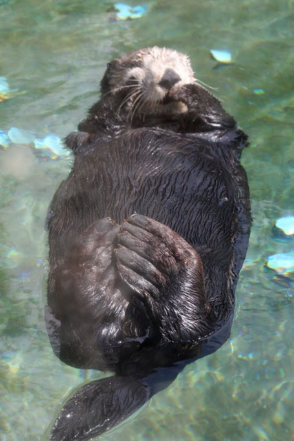 Sea Otter, Oregon Coast Aquarium