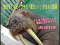 画像 トド セイウチ 392424-トド セイウチ 大きさ