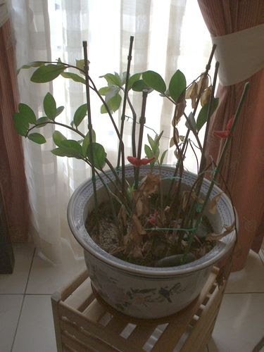 Our Dying Plant