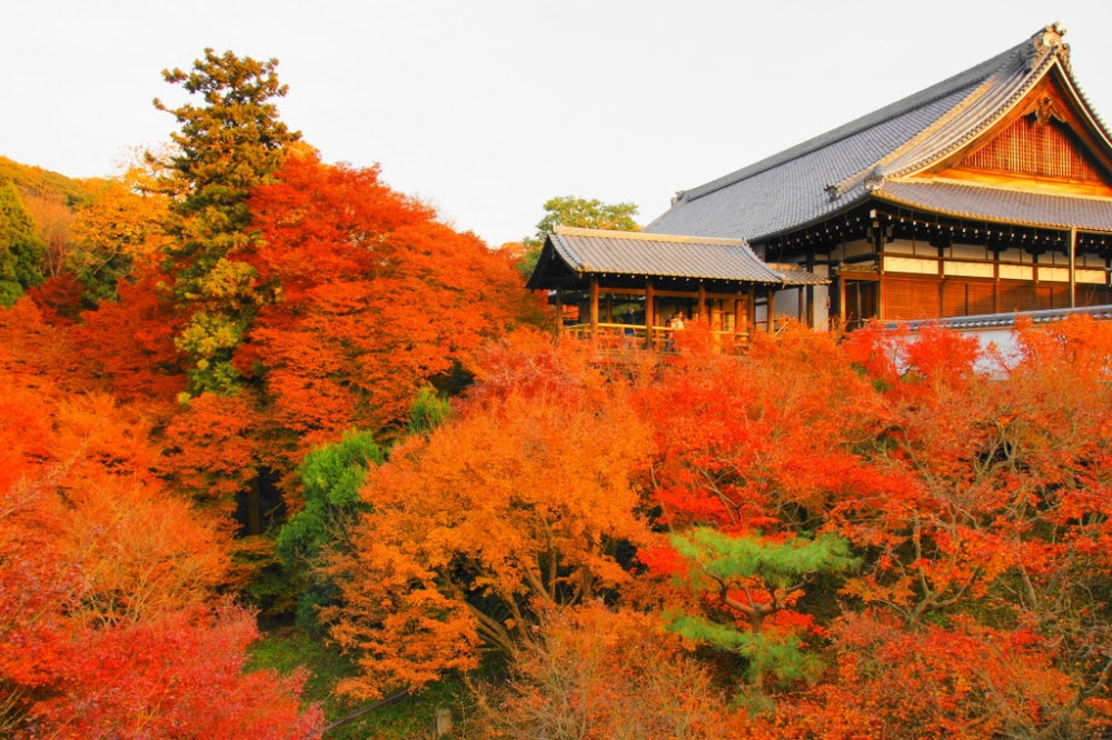 秋の京都 紅葉情報 あなたの夢を叶える えびす Webサイト