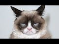 10 Animals That Are Internet Famous