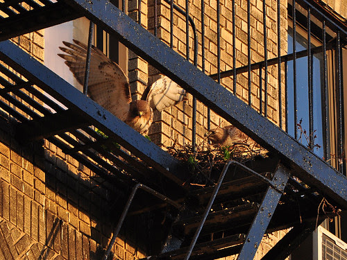 Washington Heights Red-Tail Hawks