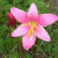 はなq 花の色から検索 夏に咲くピンク 桃色の花を写真で探す草花 樹木の図鑑