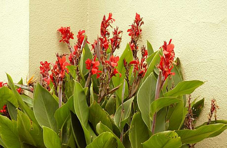 Ailing canna lilies? Divide to conquer - SFGate