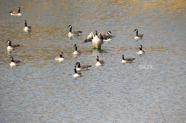 IMG_0864CanadaGeese