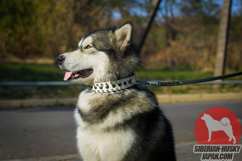 おしゃれな犬グッズの中に最高のデザインカラー アラスカンマラミュートの散歩に最適なスパイクカラー 10 477