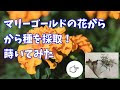 [最も共有された！ √] マリー ゴールド 種類 467550-マリーゴールド 種類 名前