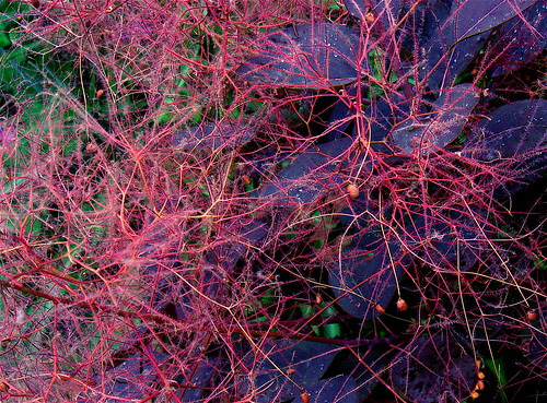 Natural chaos