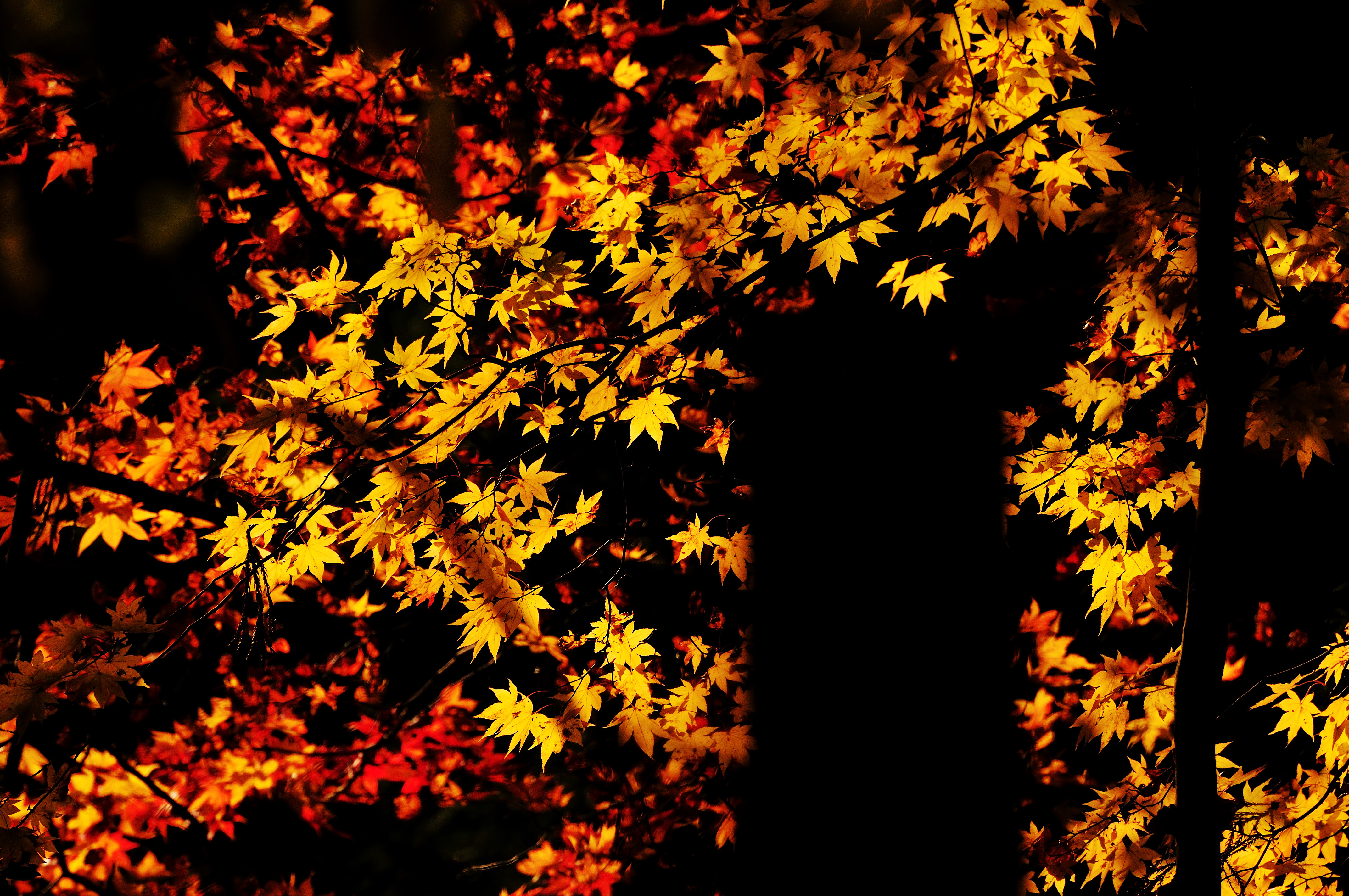フリー画像 自然風景 樹木の風景 カエデ もみじ 紅葉 フリー素材 画像素材なら 無料 フリー写真素材のフリーフォト