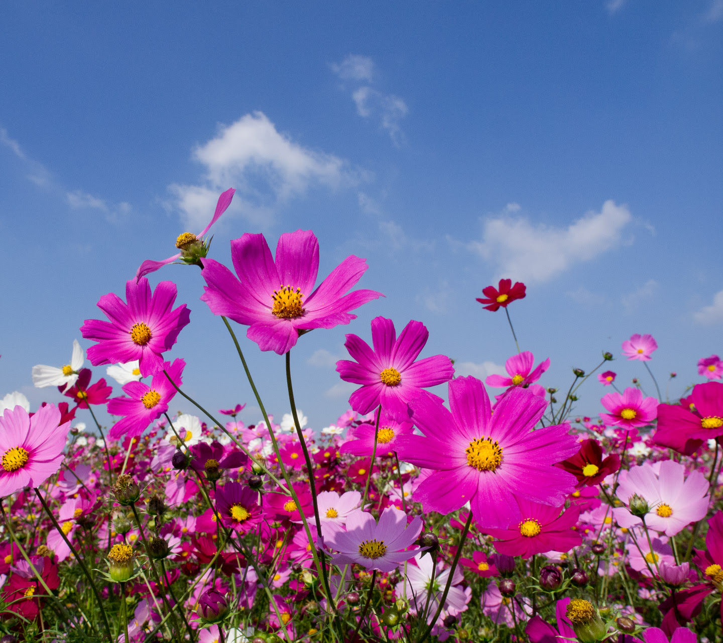 秋の空とコスモス スマートフォン無料壁紙 1440 1280 Android向け