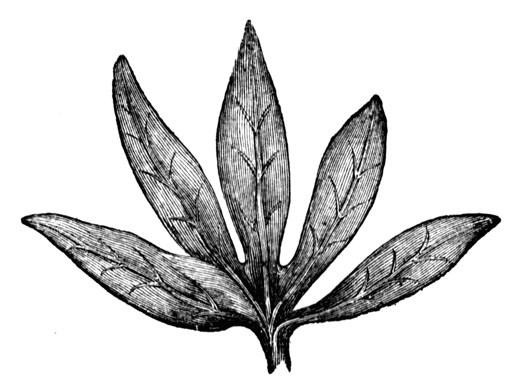 Leaf | ClipArt ETC