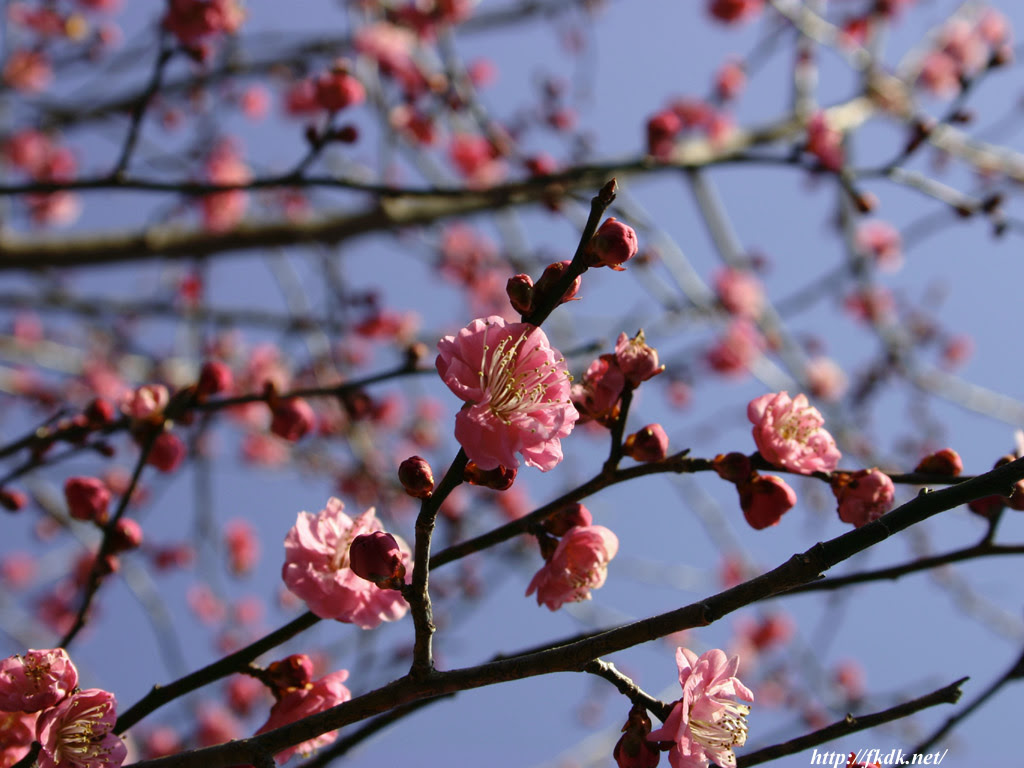 梅の花1 風景写真無料壁紙
