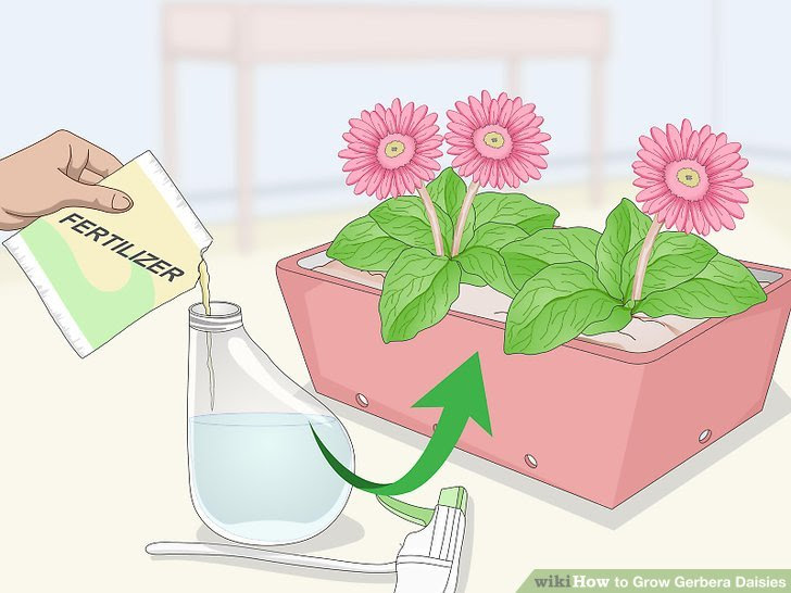 Grow Gerbera Daisies Step 21.jpg