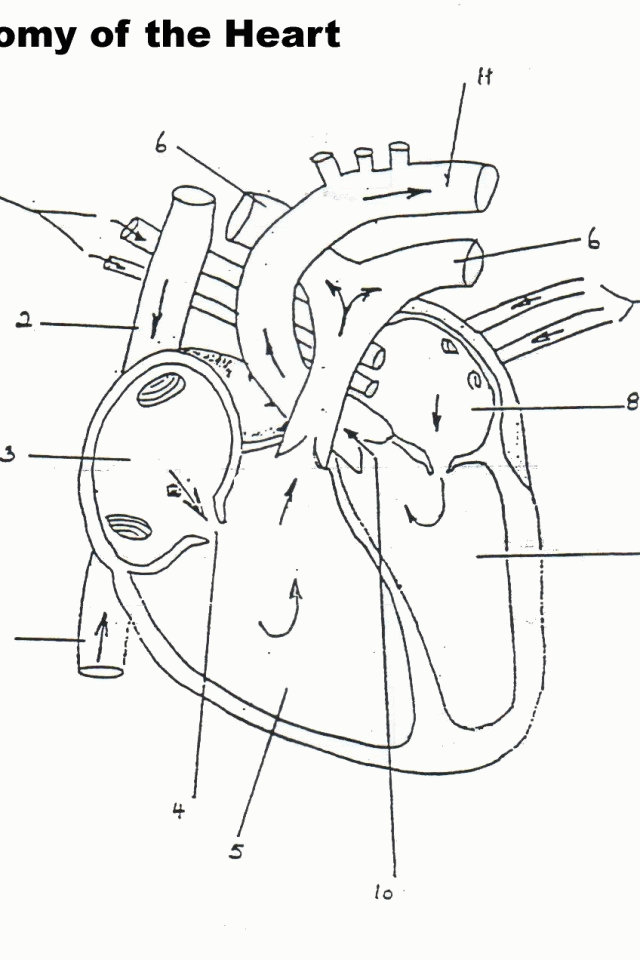 Anatomy Coloring Pages Heart Coloring Home Anatomy Coloring Pages Heart Coloring Home