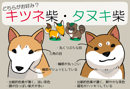 キツネ顔の柴犬 タヌキ顔の柴犬 みんなはどっち 柴犬どんぐり三毛猫たんぽぽ Powered By ライブドアブログ