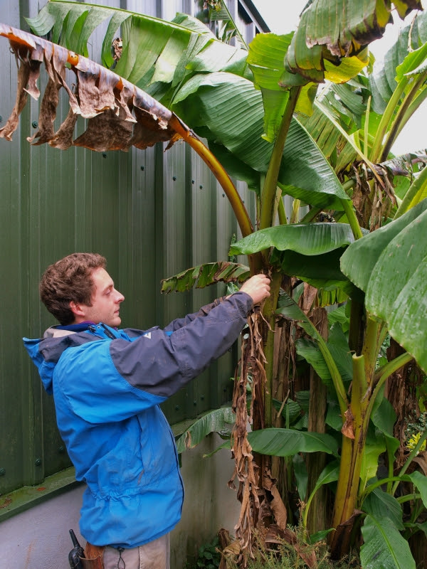 How to Care for Banana Trees - Burncoose Nurseries