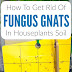 Indoor Plant Soil Pests / Another potential problem in the indoor garden is the occurrence of various diseases.