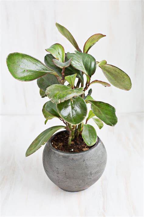 Read full profile having plants inside your house can not only improve the look and aesthe. 6 Beautiful Houseplants Safe For Cats And Dogs That You