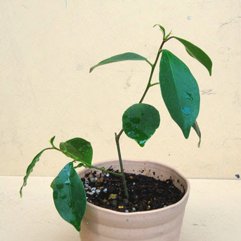 百均 ガジュマル成長写真記録 観葉植物 ガジュマル成長記 ガジュマル画像 挿し木 取り木 育て方 成長記録写真 がじゅまる 100均 ダイソー ガジュマル 写真図鑑 百円均一