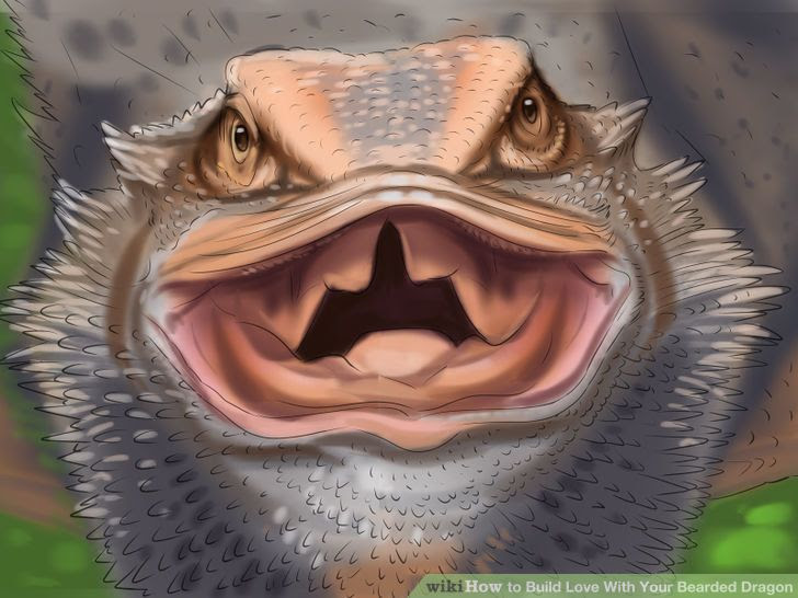 Build Love With Your Bearded Dragon Step 8.jpg