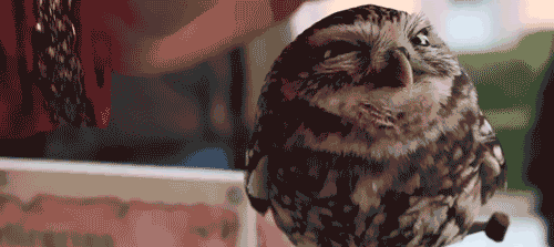 ♡ Owls ♡