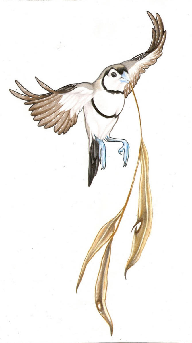 Male Owl Faced Finch Tattoo by
