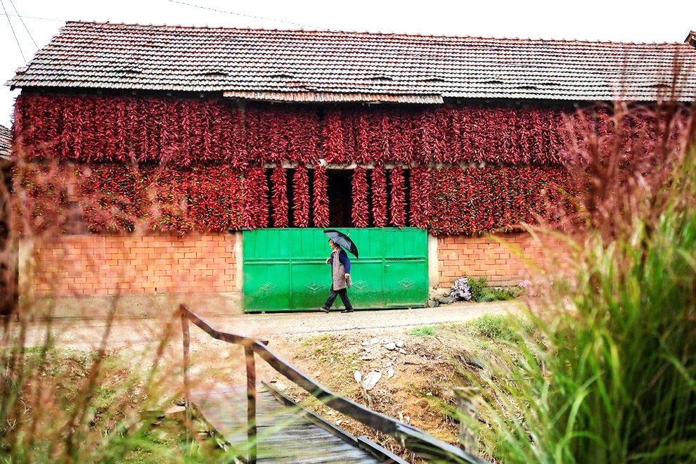 الفلفل الأحمر 