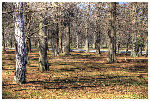 Tower Grove Park 2012-02-26 1
