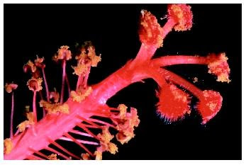Reproduction In Plants Biology Encyclopedia Cells Body Examples Function Process Animal Different Organisms Chromosomes Organs