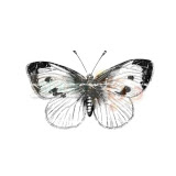 Stempel- motyl