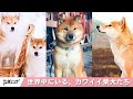 √画像をダウンロード 柴犬 かわいい イヌ 185211