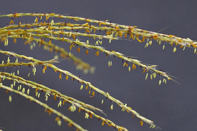 ススキの花 小さな自然の輝き