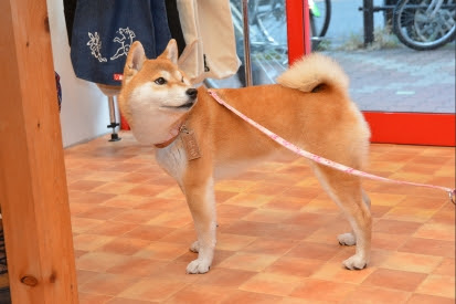 柴犬 まる ちゃん 可愛い女の子です ごろたろう犬具 めっちゃ似合ってるブログ