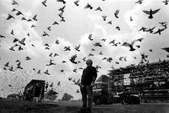 nieripigeons