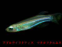 小型熱帯魚 小型美魚の仲間 熱帯魚図鑑レヨンベールアクア