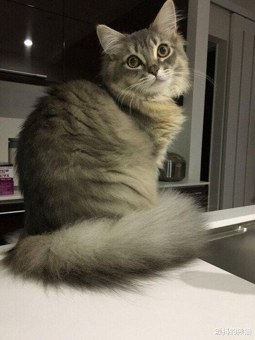 约4成的爱猫者不知道猫的 尾巴围巾 其实是猫的警戒信号 生活资讯 电影风云娱乐网
